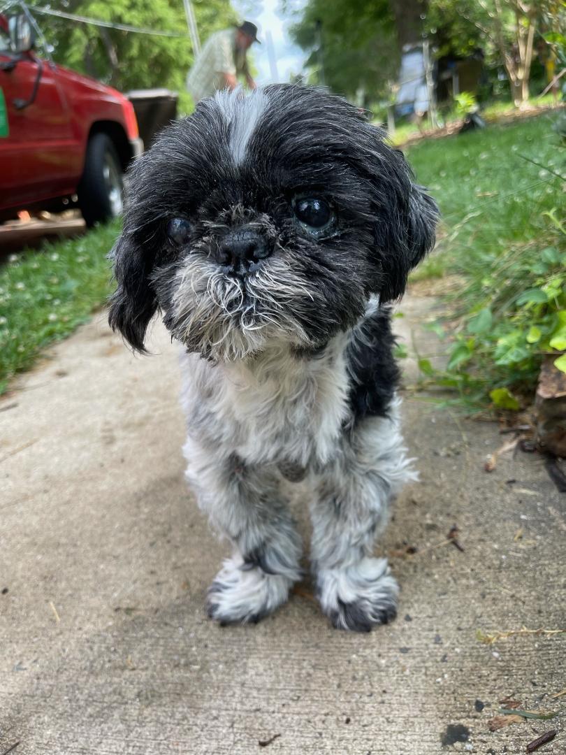 Ashton Heights - Pet of the Month
